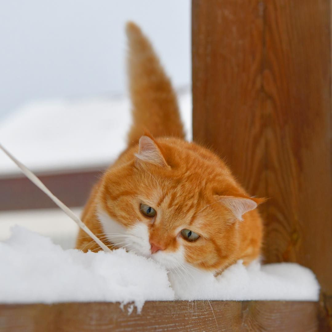 A Cuddly Furry Companion Captured in Heartwarming Shots