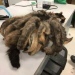 A Stray Cat with Fur Matted Like an Octopus!