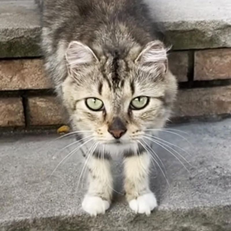 Street-Weary Cat Looks to Kind Strangers for a Fresh Start