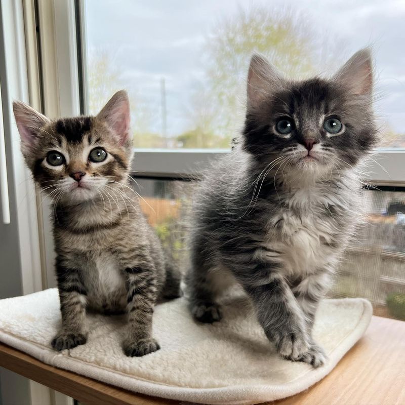 Devoted Cat Stays by Her Kitten’s Side After They’re Rescued Together Outdoors