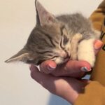 The Selfless Care of Three Cats Inspires Community Compassion