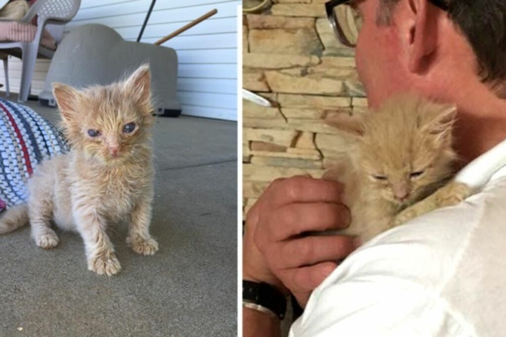 A year later, a once-feral cat returns to the man who used to feed her