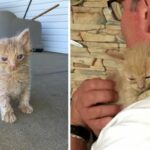 A year later, a once-feral cat returns to the man who used to feed her