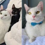 It took a cat three years to find the perfect home, and a kitten he met along the way became his lifelong best friend.