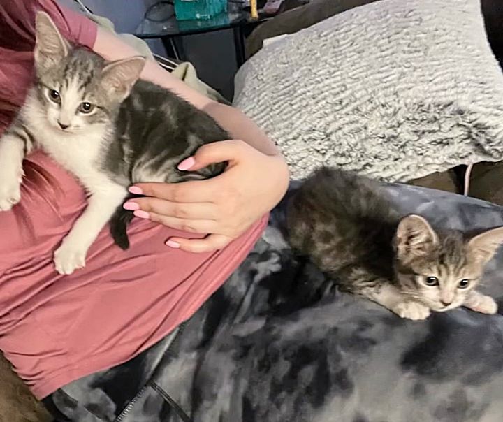 The Selfless Care of Three Cats Inspires Community Compassion