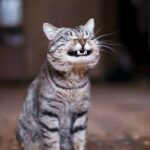 Charming Cat Moments That Will Light Up Your Day