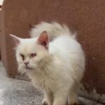 Ill and Injured Cat Abandoned by Owner Holds on for a Miracle