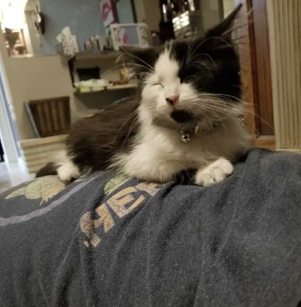 A stray kitten approaches a couple, pleading to be taken home.