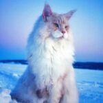 Meet Lotus, the giant, fluffy Maine Coon cat who’s becoming an Instagram sensation.