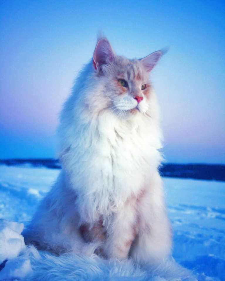 Meet Lotus, the giant, fluffy Maine Coon cat who’s becoming an Instagram sensation.