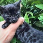 Mesmerizing Majesty: The Enchanting Allure of the Black Bengal Cat