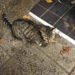 Clever Kitten Pretends to Be a Stray to Score Free Food from Customers