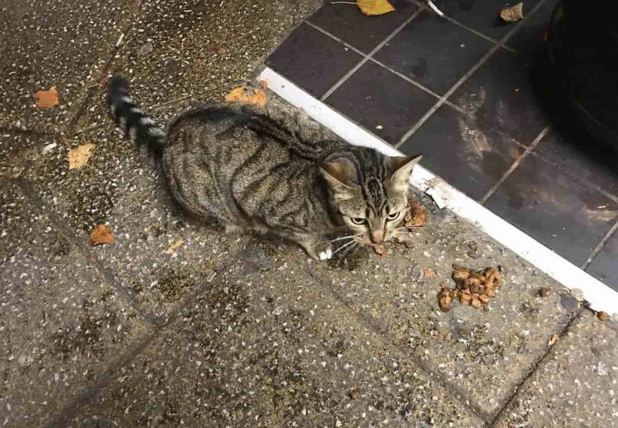 Clever Kitten Pretends to Be a Stray to Score Free Food from Customers