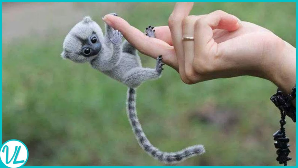 Meet the Adorable Finger Monkeys: The Tiniest Primates on Earth