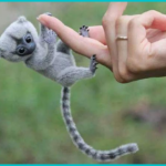 Meet the Adorable Finger Monkeys: The Tiniest Primates on Earth