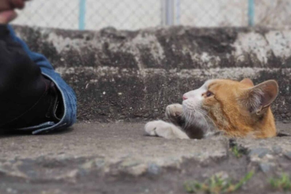 Stray Cats Discover Endless Fun in Drain Pipe Holes: You Won’t Believe Their Playful Antics