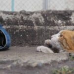 Stray Cats Discover Endless Fun in Drain Pipe Holes: You Won’t Believe Their Playful Antics