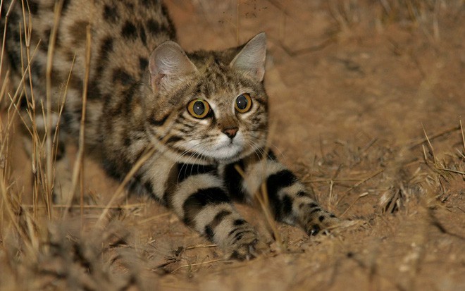 The World’s Cutest Assassin: The Deadly Feline Enigma