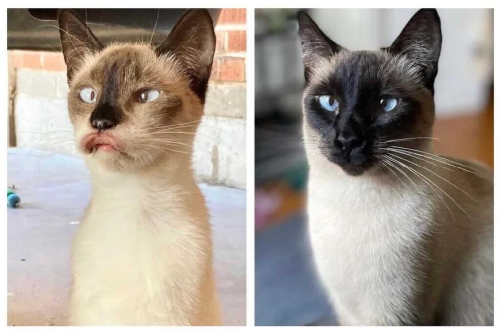 Check Out These Amazing Cat Transformations After Adoption