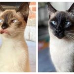 Check Out These Amazing Cat Transformations After Adoption