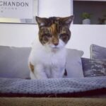 Queen Lily, the 23-year-old cat who ruled her father’s heart for four decades.