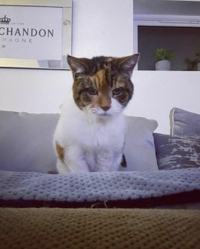 Queen Lily, the 23-year-old cat who ruled her father’s heart for four decades.