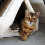 When Pip the Otter and Sam the Cat Cross Paths