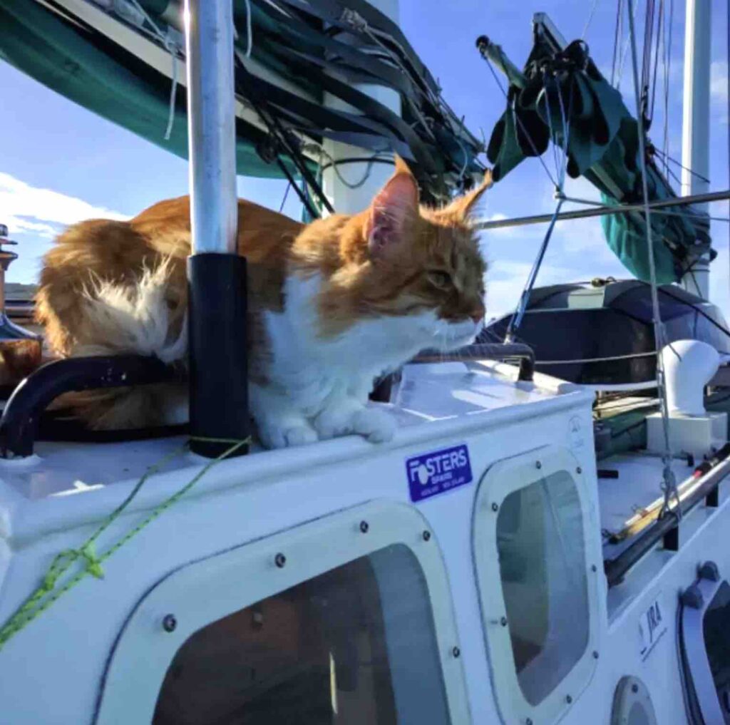 This Maine Coon Uses the “Ears” of a Deaf Sailor to Help Navigate the Seas