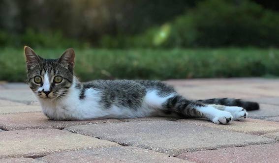 Hoppy the Tabby: The Two-Legged Kitten Who Won Our Hearts