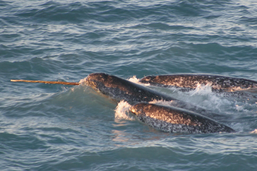 Narwhals have a unique perspective on rare animals on Earth.