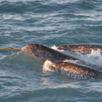 Narwhals have a unique perspective on rare animals on Earth.