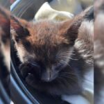 Tiny Black Kitten Saved by a Police Officer from a Jeep Engine