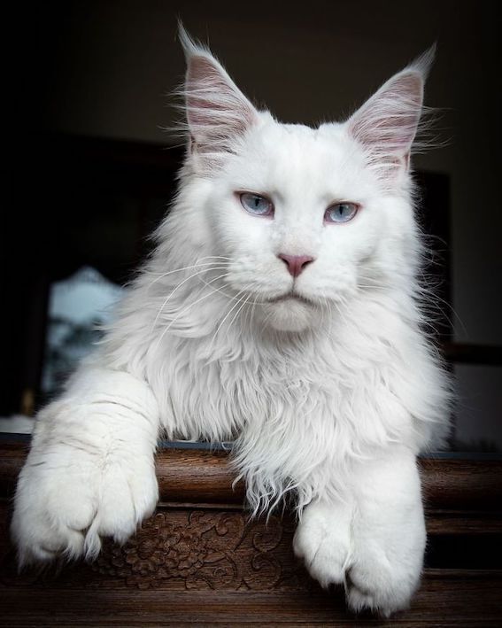 22 Stunning Cats with Unique Traits That Make Them Even More Adorable