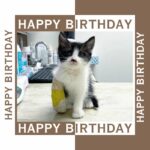 The stray cat has a missing leg and today is his birthday, but no one remembered to send him greetings.