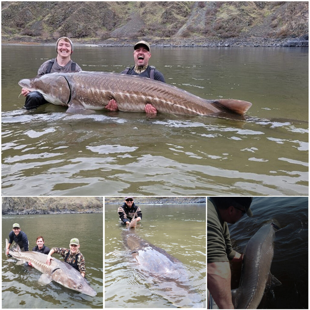 A 125-Year-Old Lake Sturgeon, Believed to Be the Largest Ever Caught