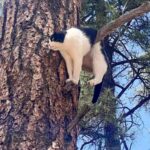 People were stunned to see a cat stuck in the weirdest position on a tree branch.