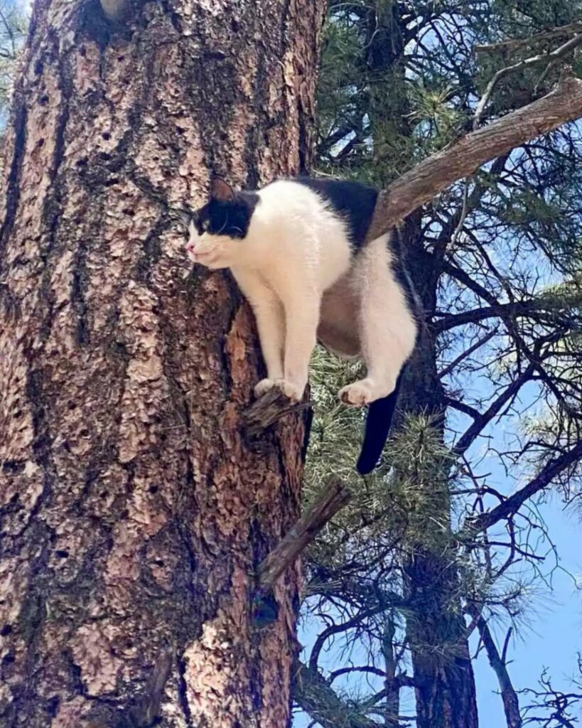 People were stunned to see a cat stuck in the weirdest position on a tree branch.