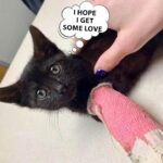 A sweet black kitten with two broken front legs was rescued after being tied to a string and dragged around!