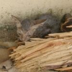 The kitten was lucky to be rescued by a caring woman who lavished it with love and attention.