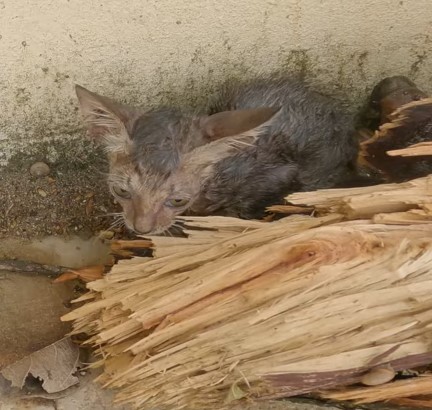 The kitten was lucky to be rescued by a caring woman who lavished it with love and attention.