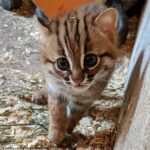 The Secret Lives of Britain’s Rarest and Most Mysterious Cats.