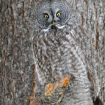 Photographer Captures Stunning Great Grey Owl Camouflaged Against a Tree