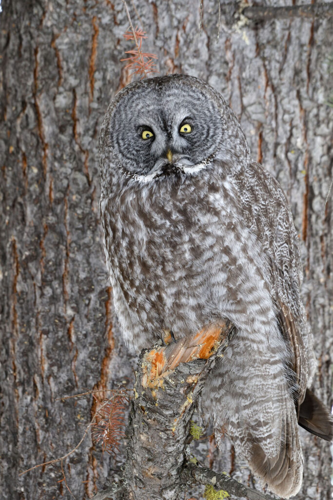 Photographer Captures Stunning Great Grey Owl Camouflaged Against a Tree