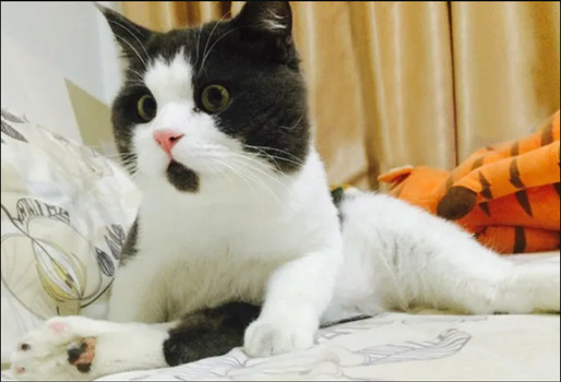 The Enchanting White Cat with Mesmerizing Heterochromatic Eyes, a Social Media Sensation.