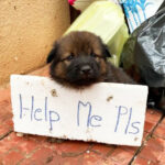 silent plea: an abandoned puppy, with a quiet cry for help, yearns for compassion in a world that feels indifferent.