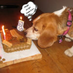 How about: “Celebrating a Beagle’s Fifth Birthday: A Joyful Milestone!”