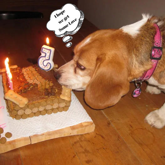 How about: “Celebrating a Beagle’s Fifth Birthday: A Joyful Milestone!”