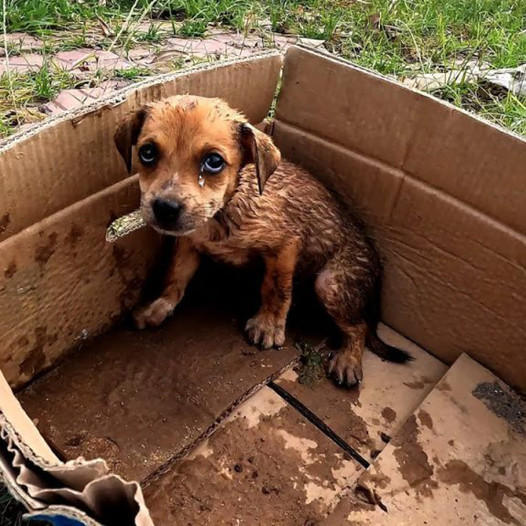 Heartbreaking Abandonment: A Sick Puppy Left in the Sunlight by a Heartless Owner.