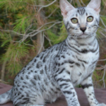 Meeting Mr. Snow: The Beautiful and Famous Bengal Cat with Millions of Social Media Followers.