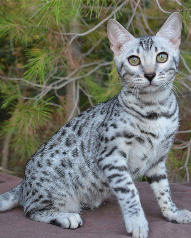 Meeting Mr. Snow: The Beautiful and Famous Bengal Cat with Millions of Social Media Followers.